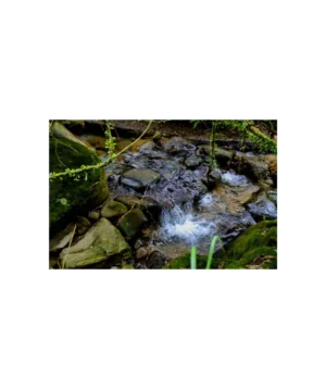 Whispers Of The Forest Stream