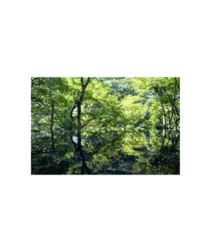 Reflections of a Quiet Forest